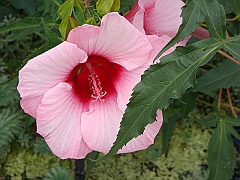 281 Longwood Gardens [2008 August 23]